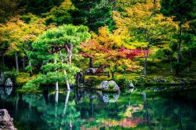 湖 枫 树 森林 花园 水 日本花园 日本