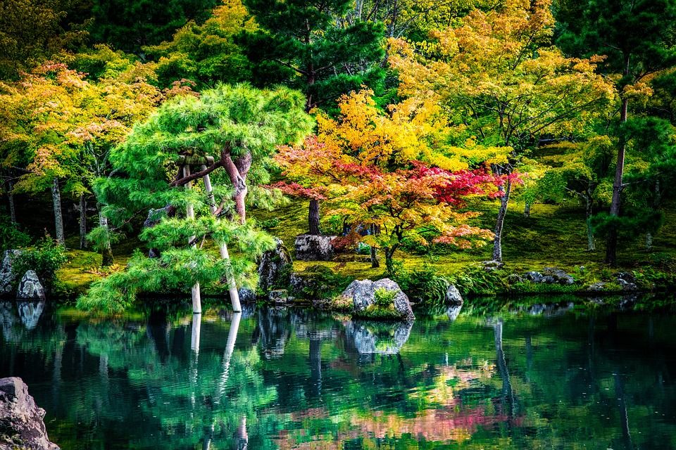 湖, 枫, 树, 森林, 花园, 水, 日本花园, 日本