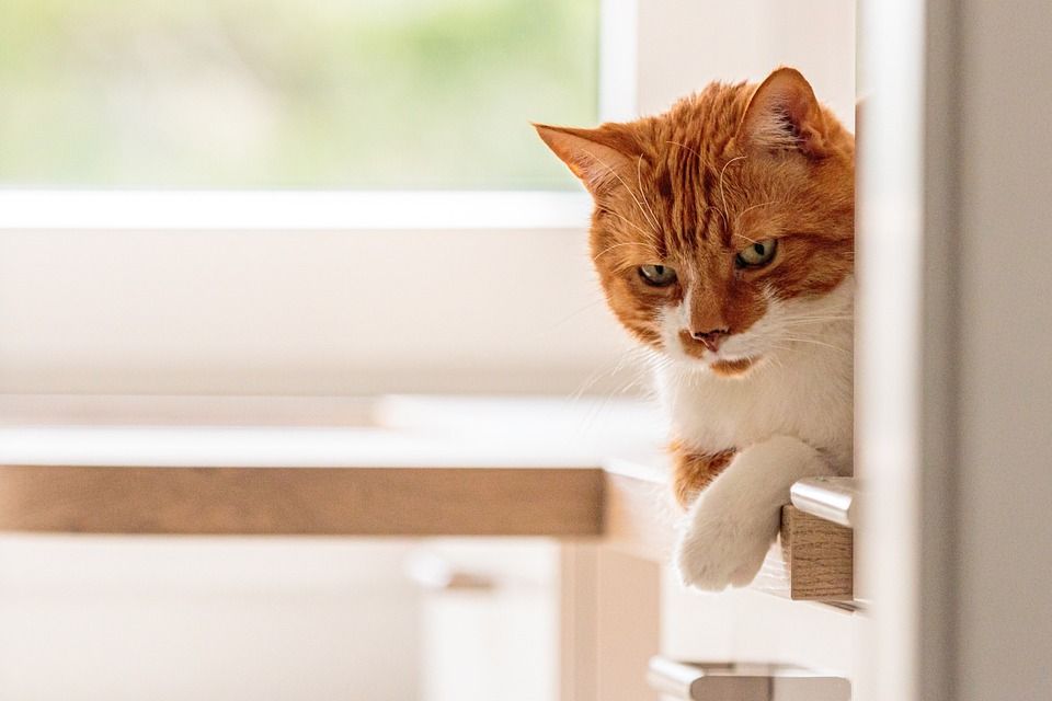 猫, 朋友, 宠物, 猫科动物, 动物, 哺乳动物, 毛皮, 胡须
