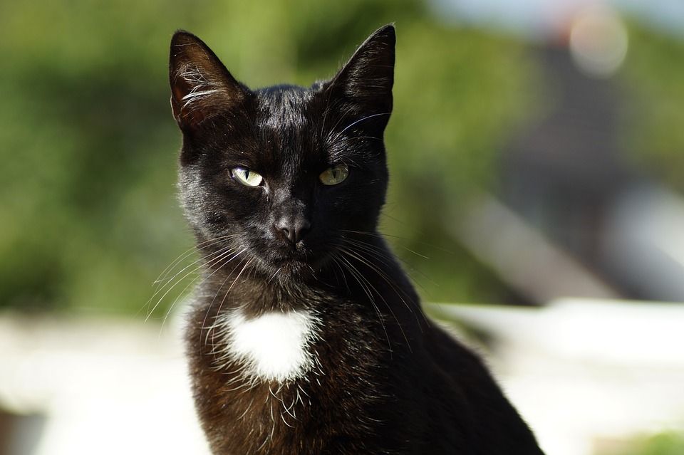 猫, 动物, 家畜, 黑猫