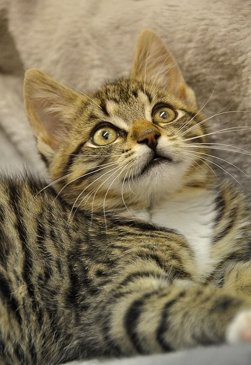 猫 宿醉 鲭鱼 家畜 观察到宿醉 动物 花园 肖像 家猫