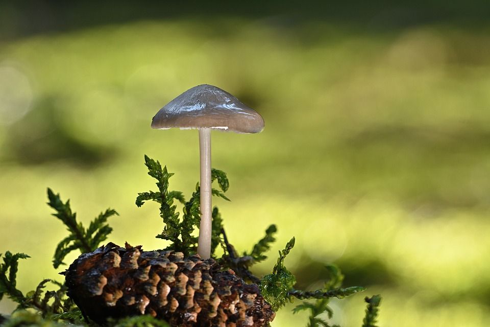 蘑菇, 松塔, 苔藓, 森林, 自然, 真菌学, 生长, 菌, 毒菌