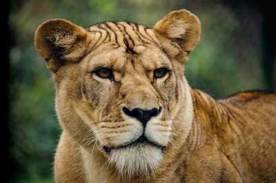 母狮 猫 大猫 荒野 大华 捕食者 严峻 野生动物 哺乳动物