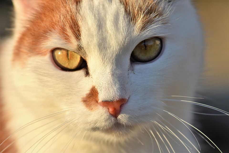 猫, 家猫, 家畜, 动物, 猫眼, 白色的, 猫脸, 毛皮, 关闭, 脸