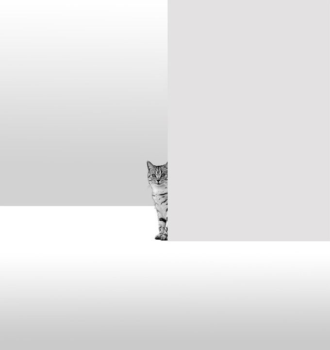 猫, 墙, 角落, 宠物, 动物, 虎斑猫, 国内的猫, 猫科动物, 哺乳动物