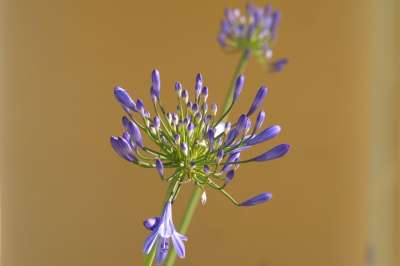 尼罗河百合 花 Agapanthus 花瓣 蓝色的花瓣 开花 盛开