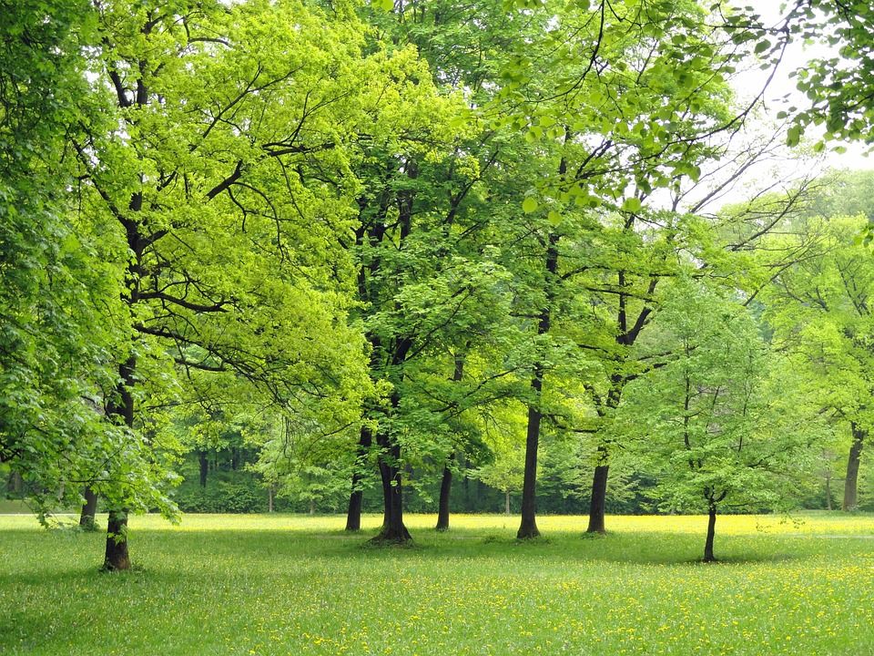 自然, 树木, 景观, 叶子, 原野, 目睹, 公园, 农村, 风景秀丽的