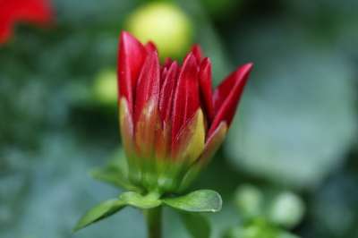 花 芽 宏 花园 工厂 红色的 夏天 开花