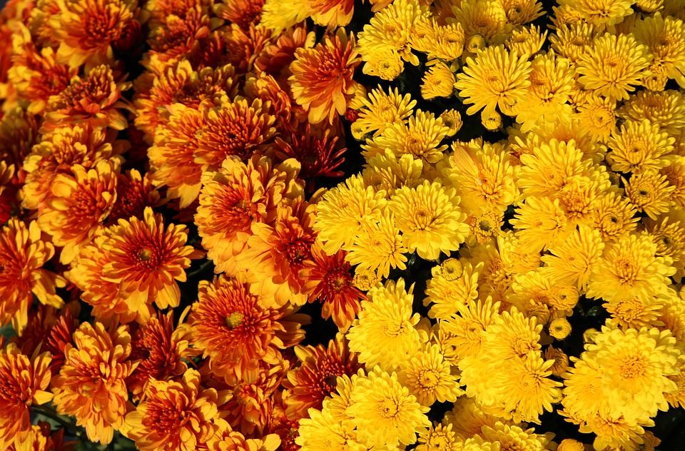 花, 菊花, 盛开, 花, 开花, 菌群, 植物, 复合材料, 菊花园