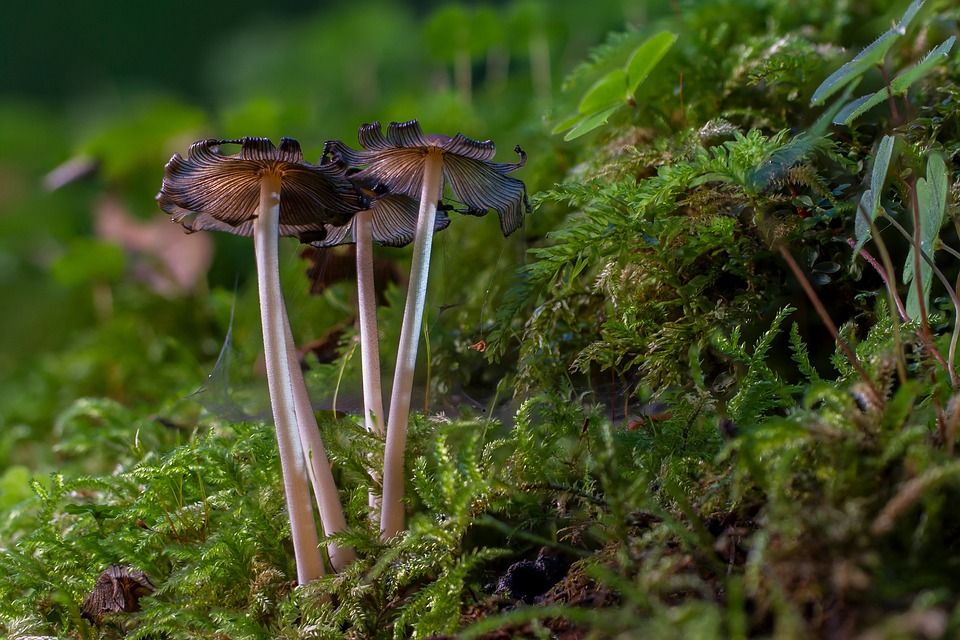 蘑菇, 苔藓, 迷你蘑菇, 海绵, 年龄真菌, 团体, 落下, 森林蘑菇