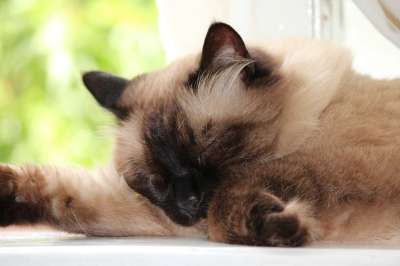 猫 老虎 利奥 布娃娃 暹罗猫 美丽 猫咪 免费照片 眼睛