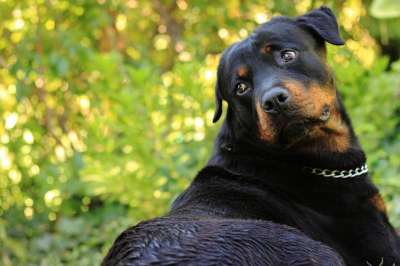 狗 吉祥物 动物 罗威纳犬 黑色的