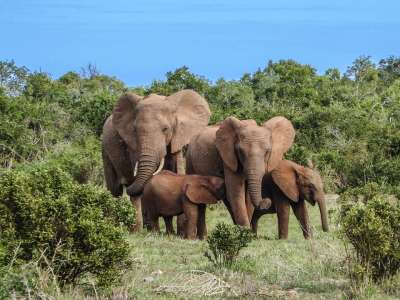 大象一家 大象 苹果浏览器 非洲 Bigfive 自然 野生动物
