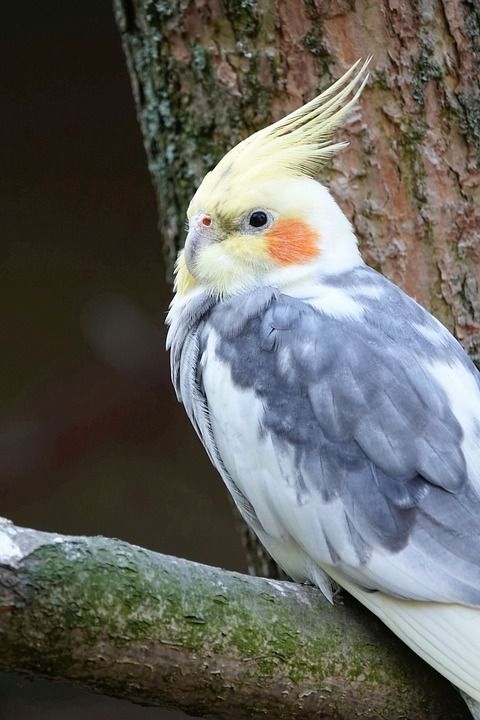 玄凤鹦鹉 鸟 长尾小鹦鹉 弹簧阀盖 鹦鹉种类 动物 野生动物 关闭