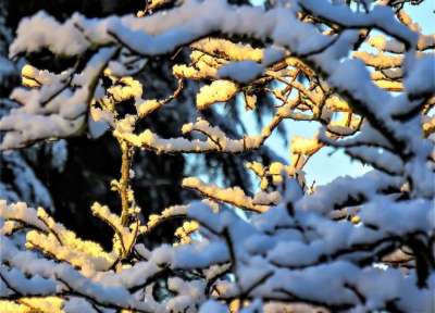 冬天 雪 雪树枝 阳光 自然 冬季魔法 反射 金雪 寒冷的