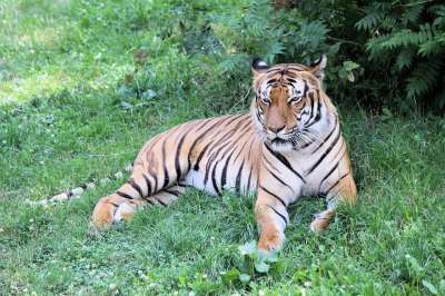 老虎 动物 动物园 大猫 条纹 猫科动物 哺乳动物 自然