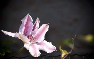 植物群 威灵仙'莉Moser 枝杈 花 丰富多彩的 特写 粉色的