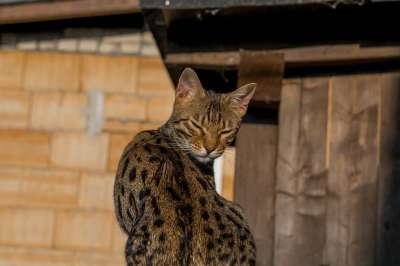 孟加拉 宿醉 猫 猫眼 舒适 可爱的 老虎