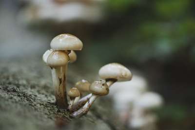 蘑菇 植物 毒菌 真菌学 森林 荒野 自然 真菌种类 特写