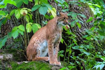 猞猁 动物 猫 哺乳动物 野生动物 捕食者 野猫 森林