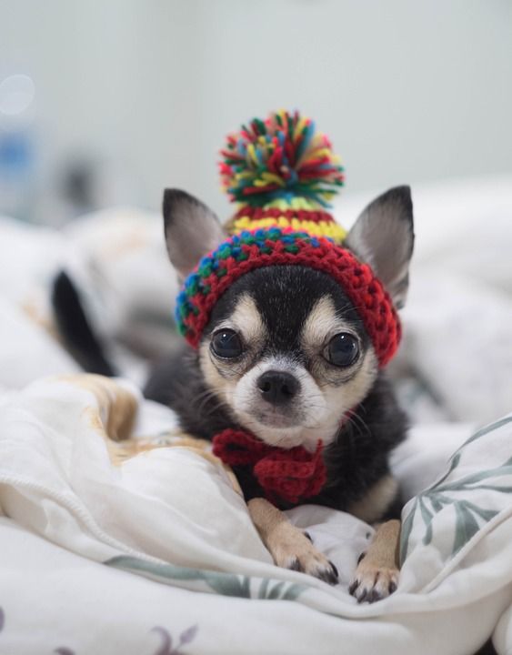 狗 Chihuahua 一个 玩具娃娃 开球杯 小的 泰迪熊 小狗