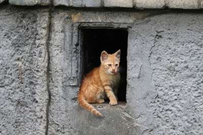 猫 宠物 动物 小猫 年轻 基蒂 看 红发女郎 猫科动物 毛皮