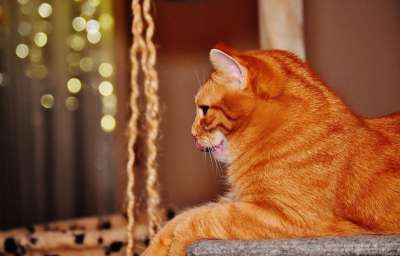 猫 宿醉 红色的 乐趣 可爱的 鲭鱼 老虎 舒适 动物 家猫
