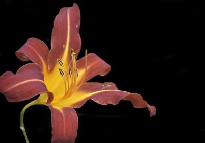 Hemerocalle 花 自然 花园 橙色的 夏天 植物 颜色