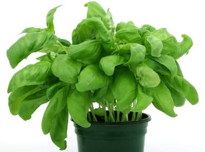 新鲜的 绿色 健康 叶子 有天赋的人 蔬菜 树叶 有机的 植物