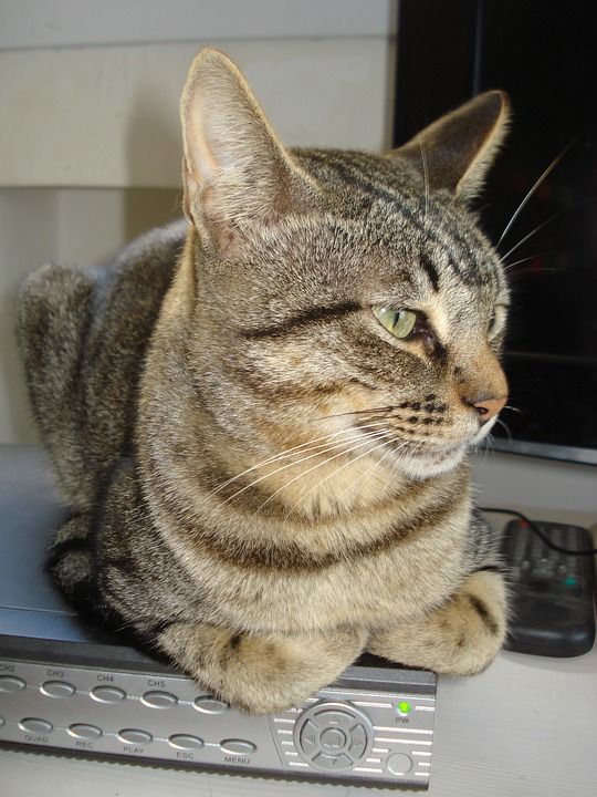 猫 老虎 猫头 动物 猫科动物 家畜 躺在 快乐