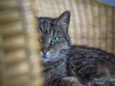 动物 猫 家畜 老虎 家猫 眼睛 肖像 猫眼 头 看法