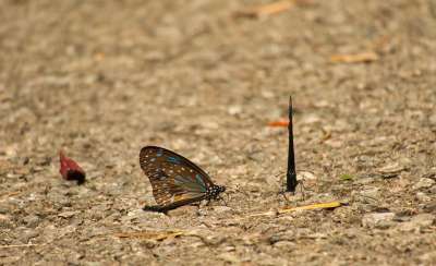 蝴蝶 深蓝色的老虎 Tirumala Septentrionis