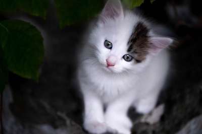 基蒂 弃 通过 动物 猫 可爱的 国内的猫 忘记了 毛皮