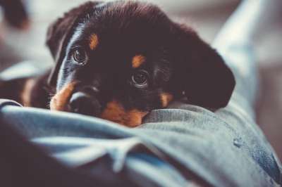 狗 小狗 宠物 动物 国内的 犬类 国内动物 可爱的 婴儿