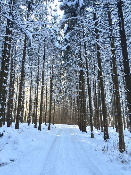 森林小径 森林 冬天 雪