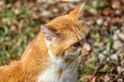猫 老虎 野生动物 毛皮 肖像 条 头