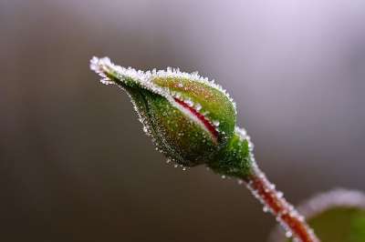 芽 玫瑰 霜 花园 花 自然 玫瑰花 植物群 关闭 宏 落下