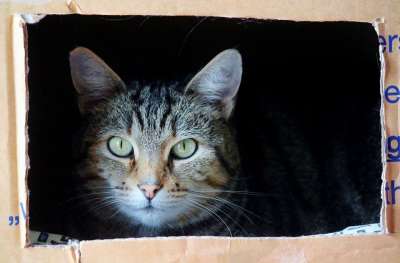 猫 猫脸 移动箱 与动物一起移动 Katzenkopf 家畜 细心