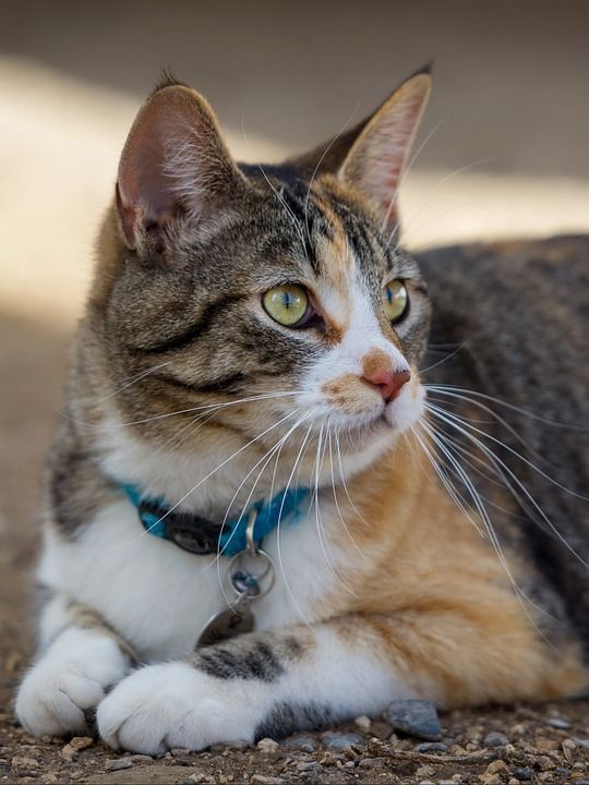 可爱的 动物 猫 宠物 小的 棕色的宠物