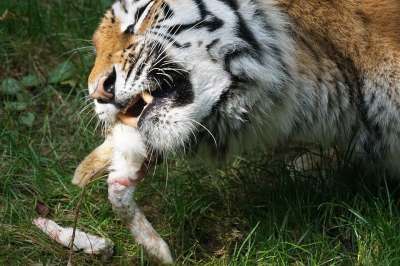 老虎 Amurtiger 捕食者 大猫 食肉动物 西伯利亚 猫