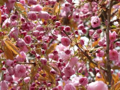 树 芽 樱花 日本樱花的树 花朵 粉红色的花朵 枝杈 盛开 开花