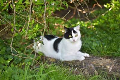 猫 可爱的 黑色的 白色的 夏天 动物 太阳 自然 草 树