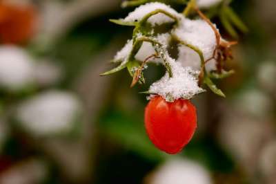 自然 蔬菜 番茄 雪 雪盖 冬天来得早 冬天来临 食物 健康