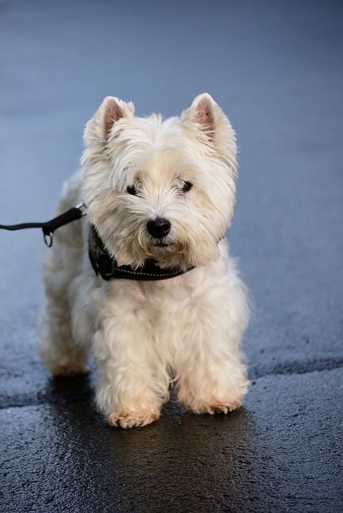 梗犬 西高地梗 白色的小猎犬 狗 动物 家畜 可爱的 西式 纯种