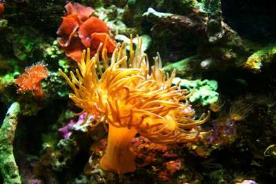 海葵 水族馆 海蜇 畜栏 水下 果冻 海 坦克 自由浮动 景观