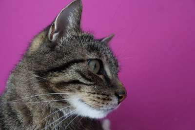 猫 老虎 动物 大猫 捕食者 可爱的 野生动物 家猫 猫脸