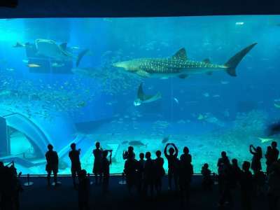 水族馆 鲨鱼 人群 人 旅游景点