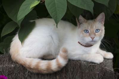 猫 猫看 蓝色的