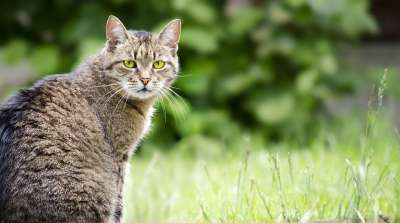 猫 动物 家猫 猫科动物 宠物