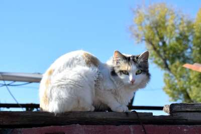 猫 动物 坐着 羊毛 耳朵 猫科动物